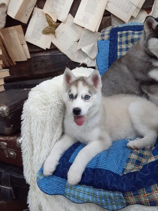 Две голубоглазые принцессы