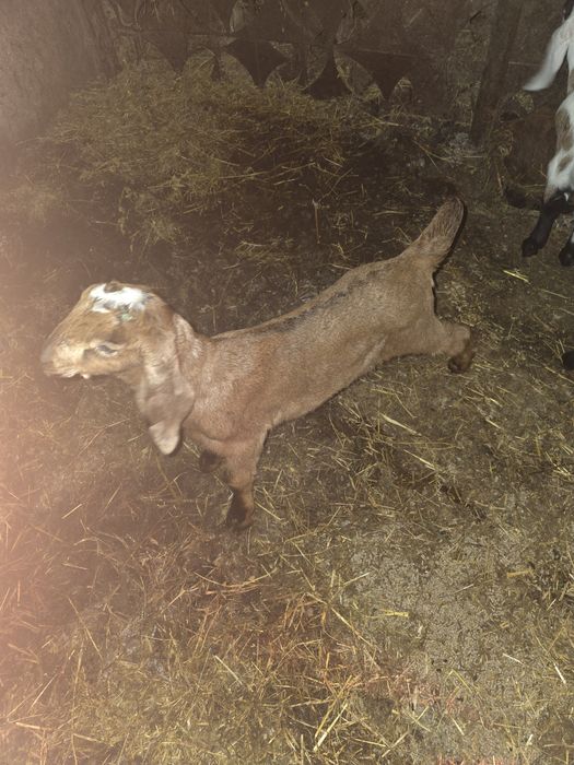 Tapi Iezi din capre anglonubian de vanzare