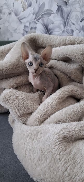 Канадский сфинкс