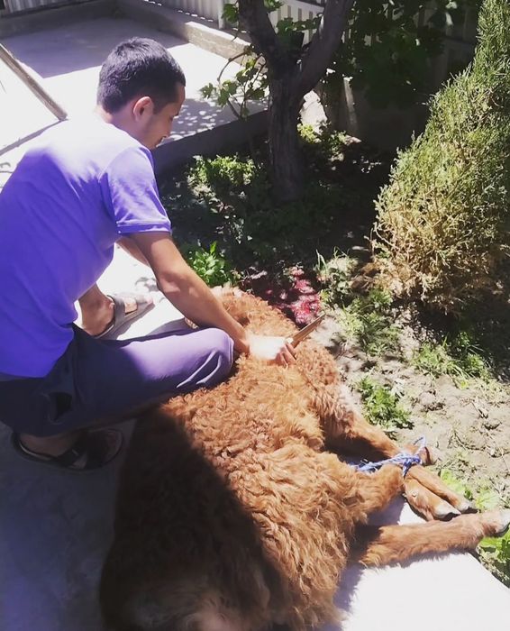 Куй суйиш хизмати