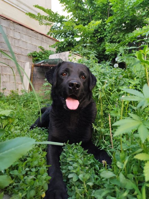 Пропала собака лабрадор!
