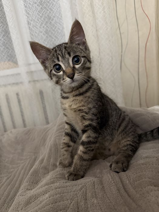 Отдам в добрые руки котенка 5 месячного