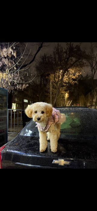 Продажа собак мултипу