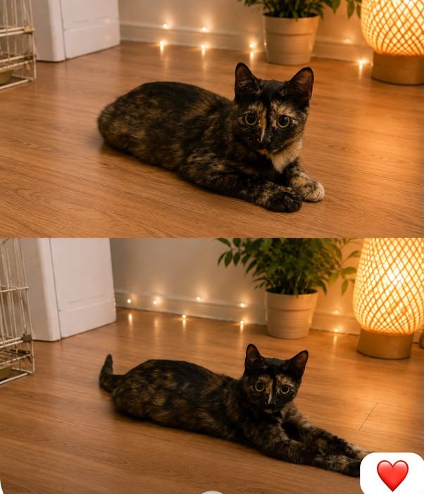 Игривая  и ласковая кошечка