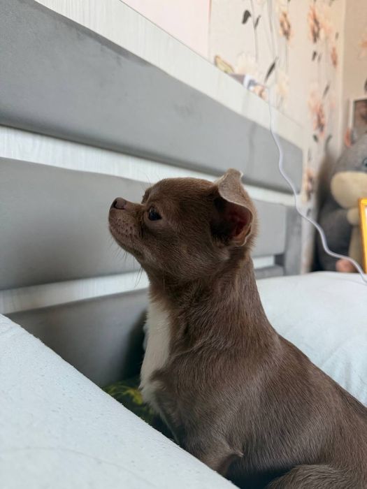 Мальчик чихуа хуа на вязку