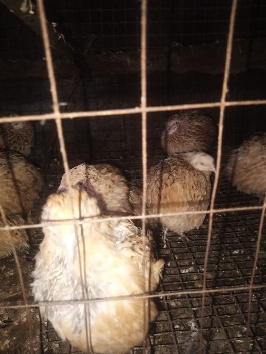 Перепела живые, несушки