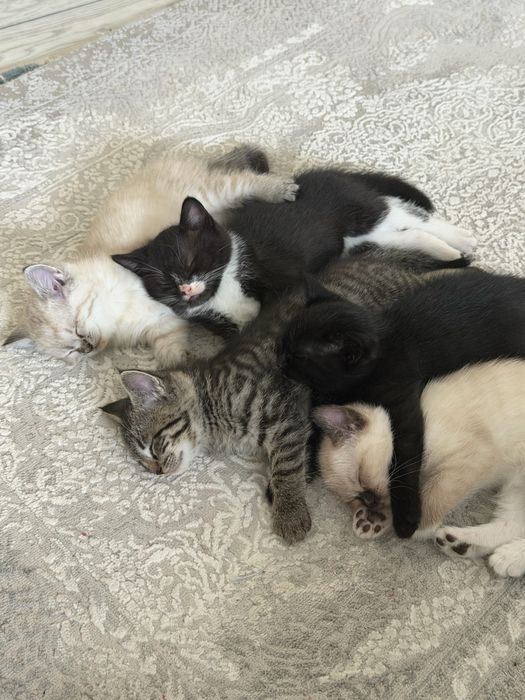 Котята в добрые руки