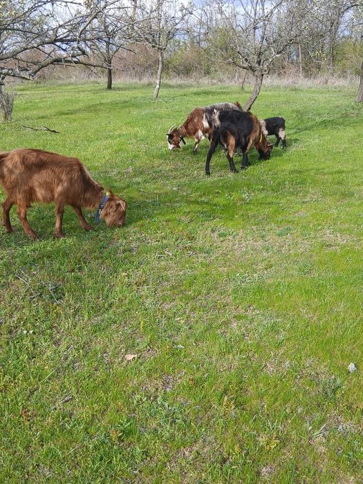 Capre tinere cu iezi
