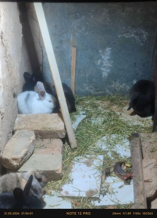 Quyon bitta onas va yetta bolas bor