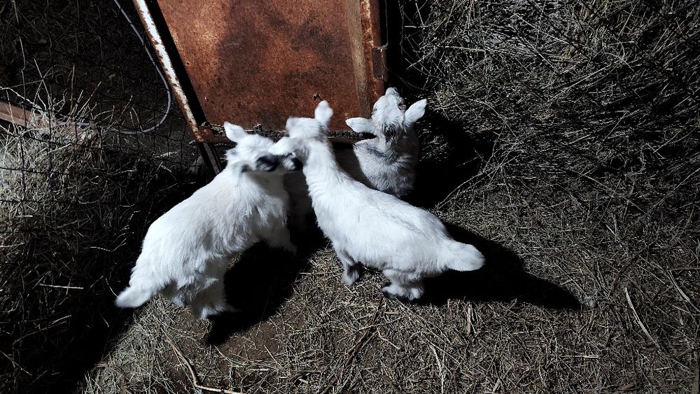 Лактар акпан айында туылган