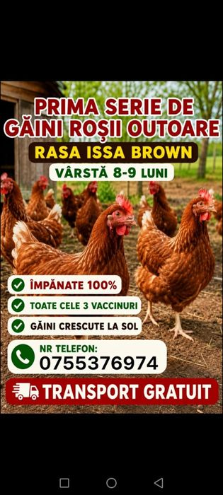 Găini roși pentru ouă