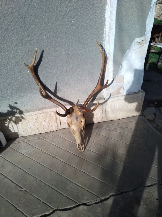 Трофей от благороден елен