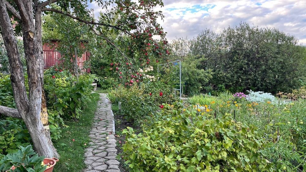 Продам дачу на Аблакетке (урожай)