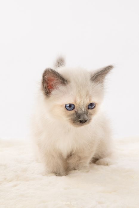 Бутикови котенца /Бирманска свещена котка