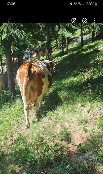 De vânzare vaca bună de lapte