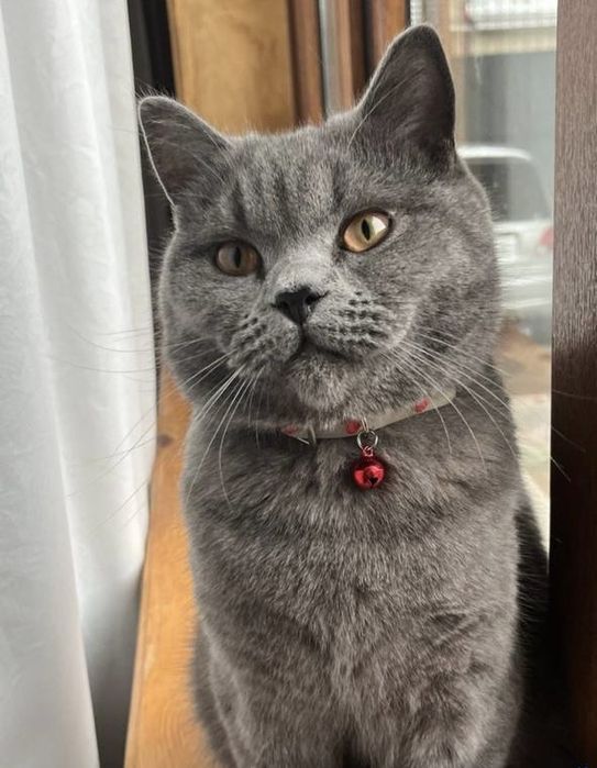 Кот породы Scottish Straight на вязку
