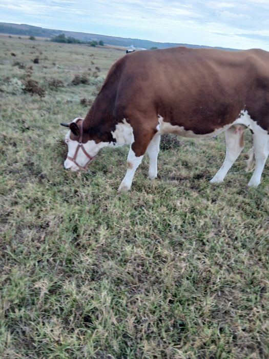 Vacă gestanta de vanzare