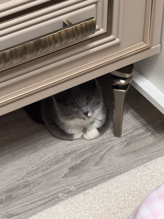 Котенок даром 4 мес