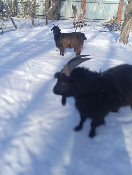 Продам молоденьких коз