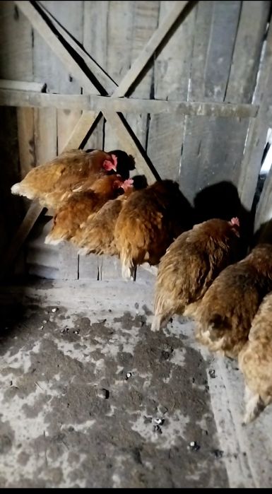 Продам или обменяю