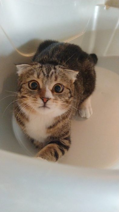 Отдам даром котенка, мальчик