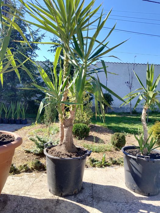 Yucca  picior elefant )exotic