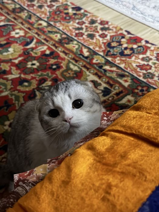 Шотландская вислоухая кошка