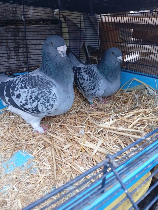 Vând standard  porubei