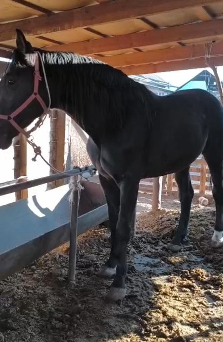 Рысак французский рысак орловский рысак жеребец айгыр случка кунан