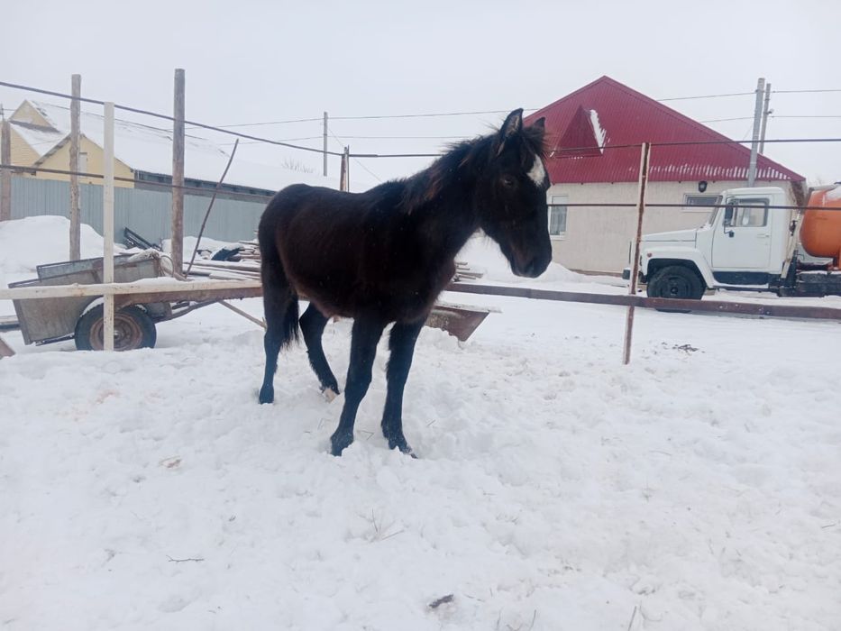 Ұрғашы жабағы сатылады