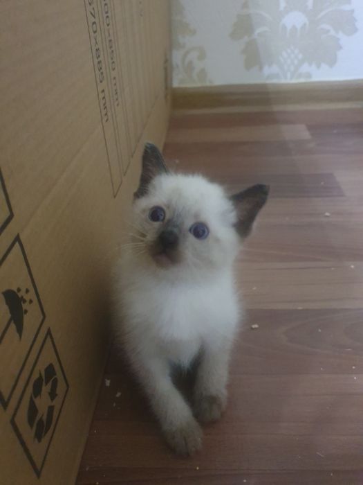 Сиамские котятки