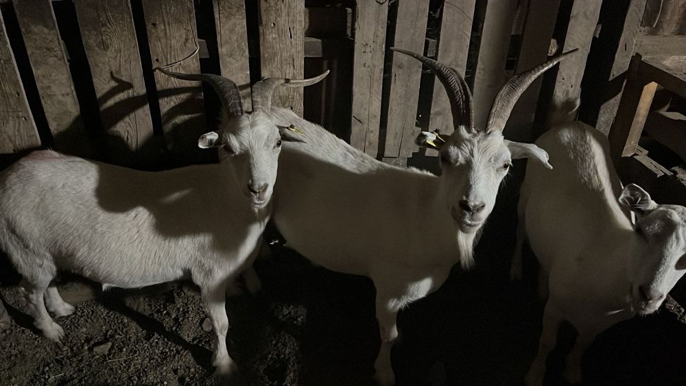 Ешкылер сатылады