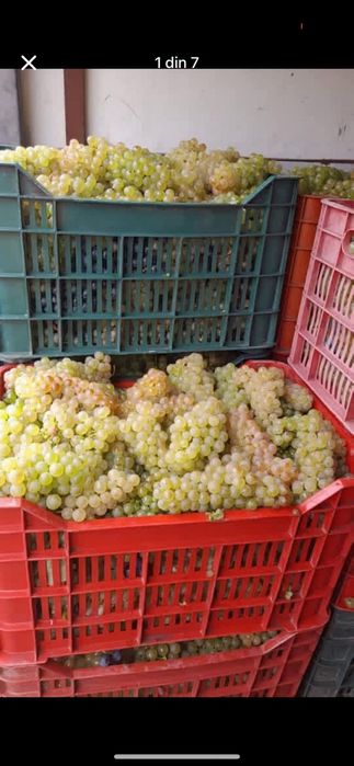 Vând struguri de vin