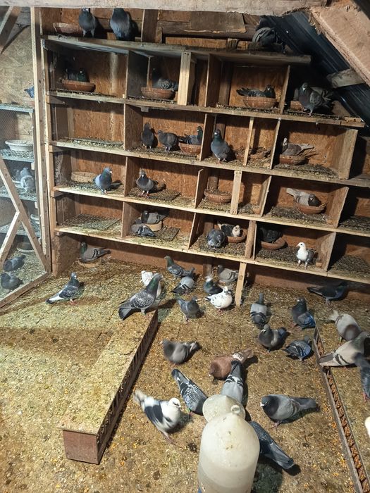 Porumbei voiajori viteza, maraton