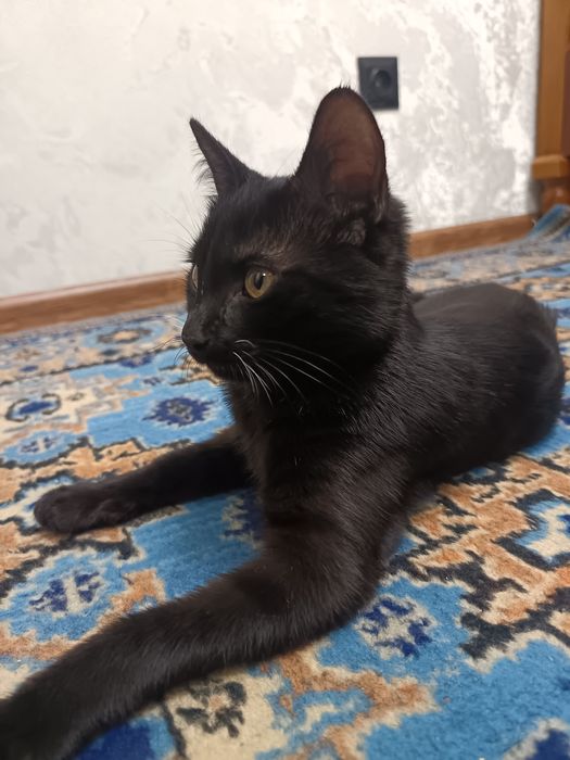 Срочно котёнку нужен новый дом