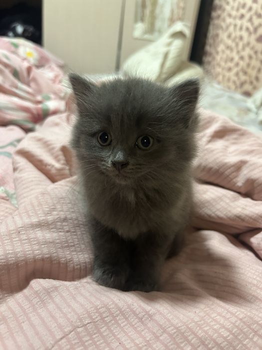 Отдам котят в добрые руки