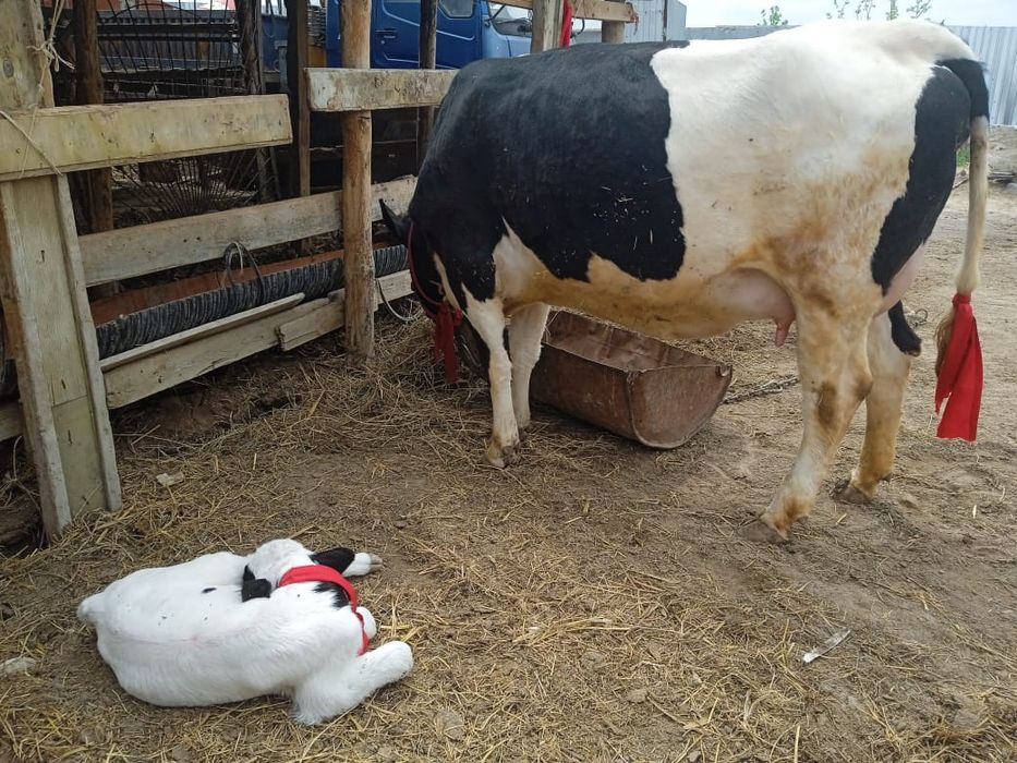 Сиыр сатылады голштейн