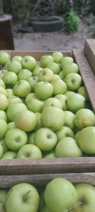 Продам яблоки восход