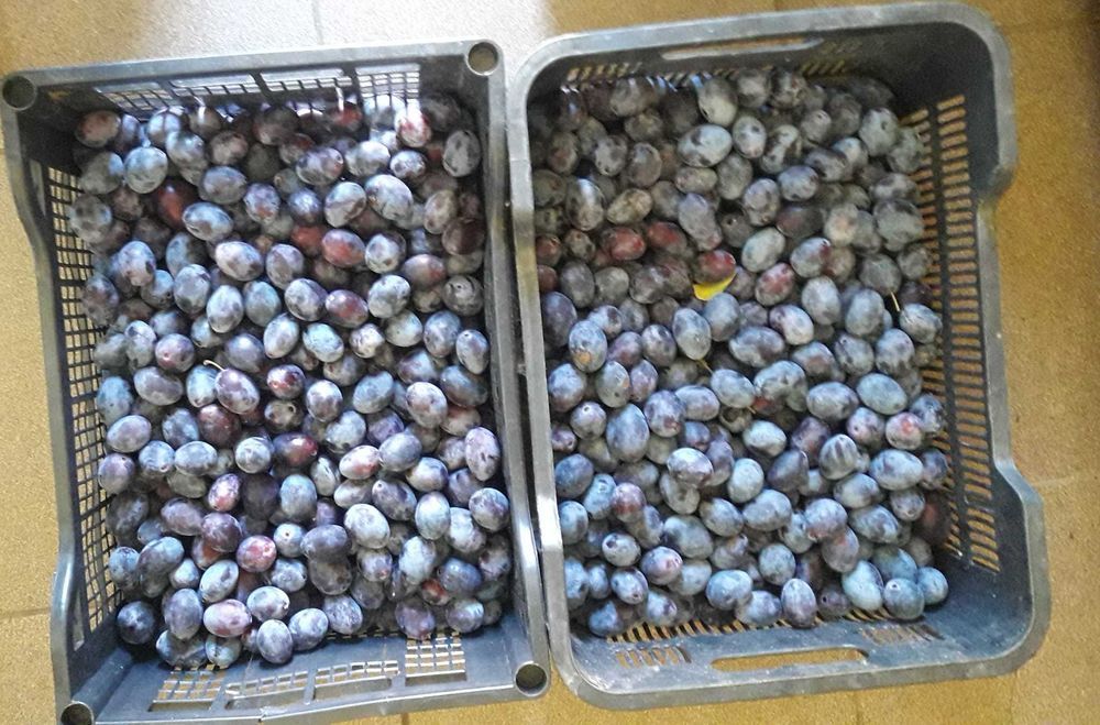 Vand Prune Tuica si Mere de Vara
