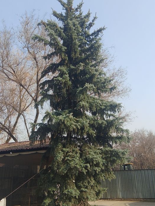 Продам ель, очень красивая высокая