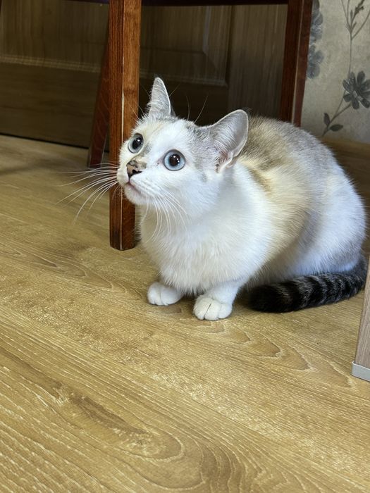 Отдаём кошку в добрые руки