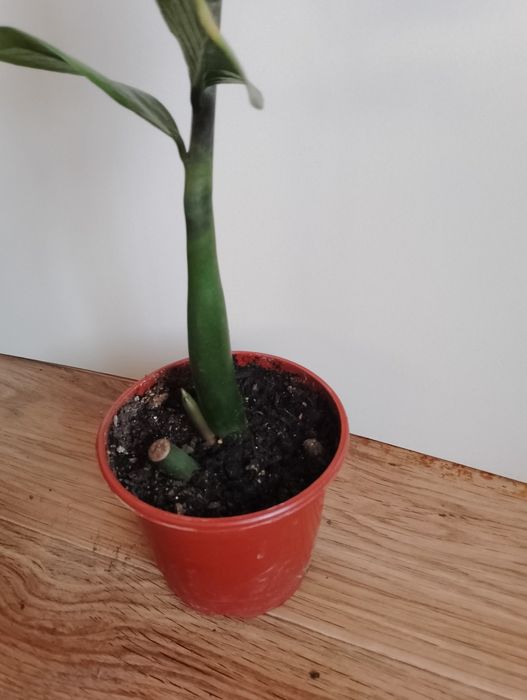 Замиокулькас долларовое дерево