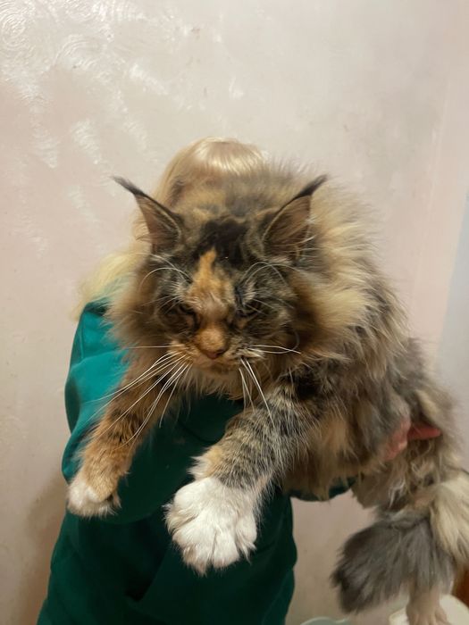 Maine Coon cu părinții campion