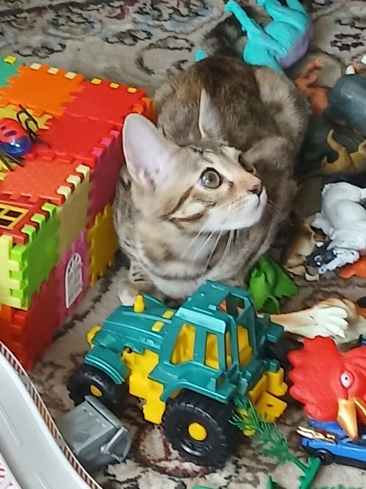Бенгальский котёнок
