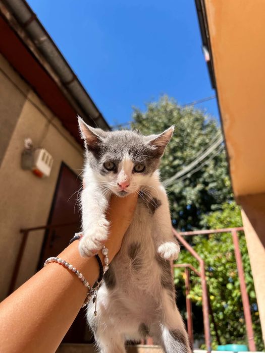 Подарявам котенца