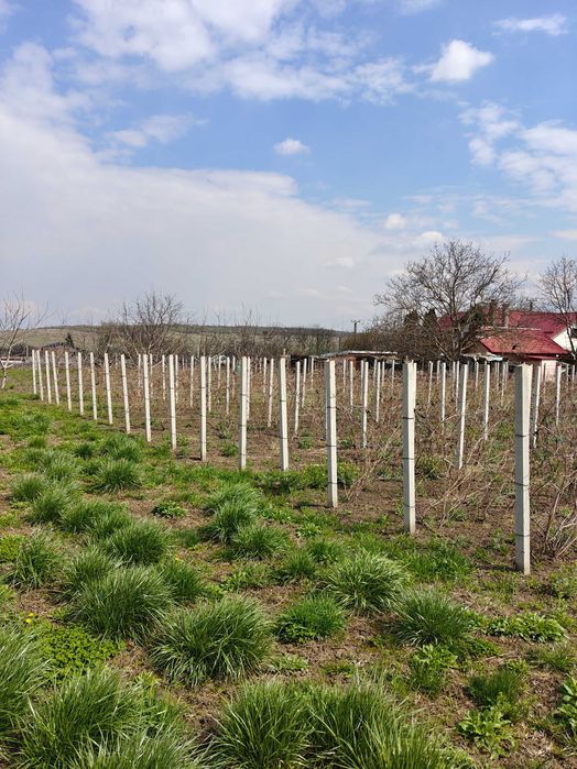 Teren de vanzare sat Madarjesti (com Baltati)