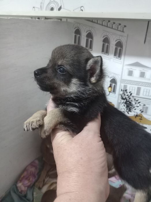 Продам щенков помесь.