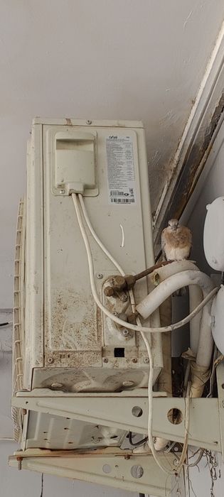 Kondinsaner artel 12 lik