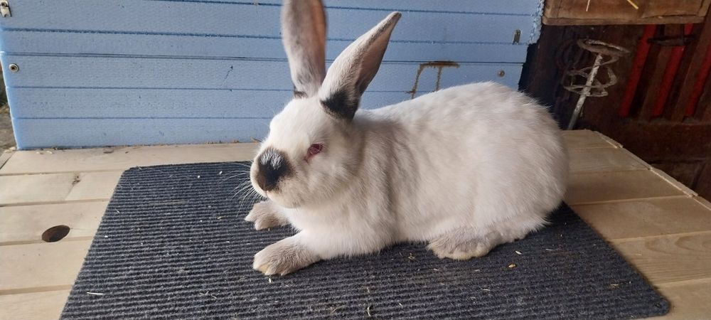 Зайци  за разплод