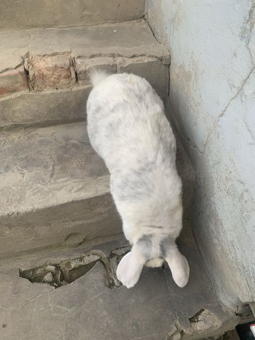 Fransuzki baran sotiladi samka